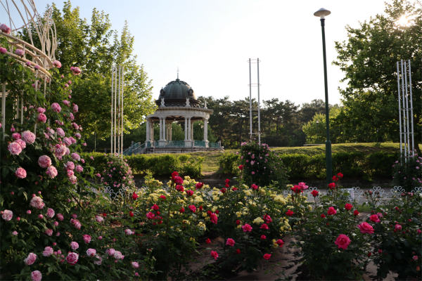 鶴舞公園の奏楽堂とバラ